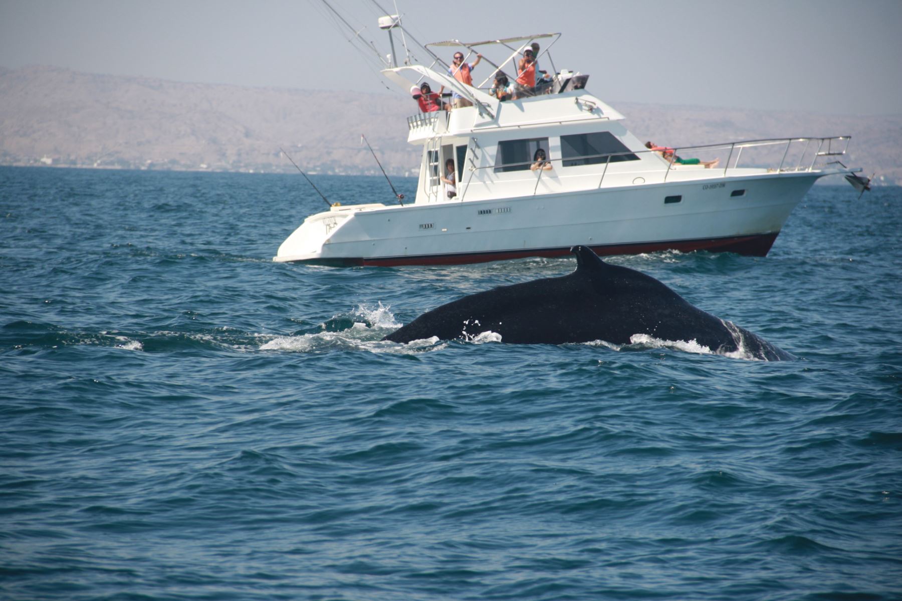 Tumbes busca posicionarse como el lugar ideal para el avistamiento de ballenas. 
Foto: Cortesía