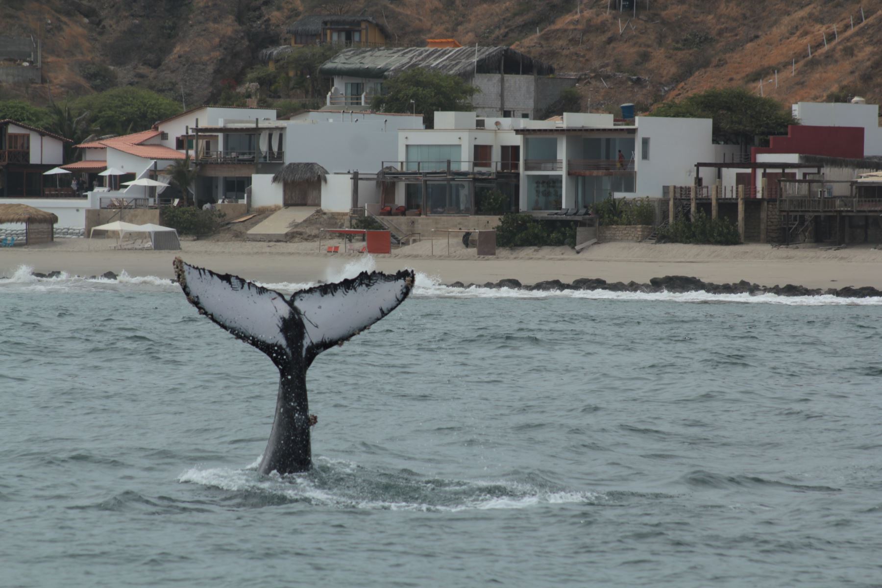 Tumbes busca posicionarse como el lugar ideal para el avistamiento de ballenas. Foto: Cortesía