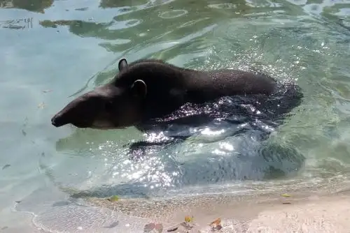El Parque de las Leyendas de Lima celebrará hoy el Día Internacional del Tapir presentando los modernos recintos para estas especies.  Foto: MML.