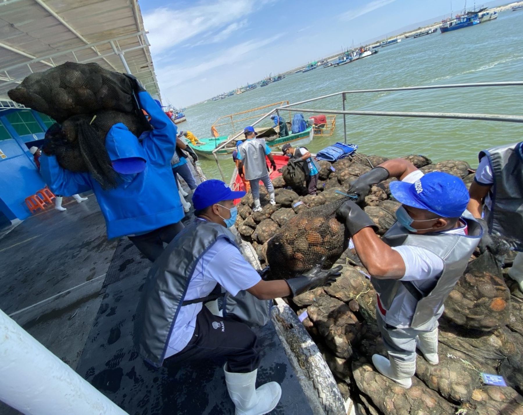 Sanipes realizará un estudio en la bahía de Sechura, región Piura, para validar calidad de producción de conchas de abanico y cumplimiento de normas sanitarias. ANDINA/Difusión