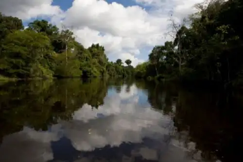 La Cuenta de Bosques es una herramienta clave para el sector forestal y de fauna silvestre, ya que permitirá mejorar las estadísticas e indicadores vinculados y demostrar la importancia de los servicios que nos brinda el bosque.