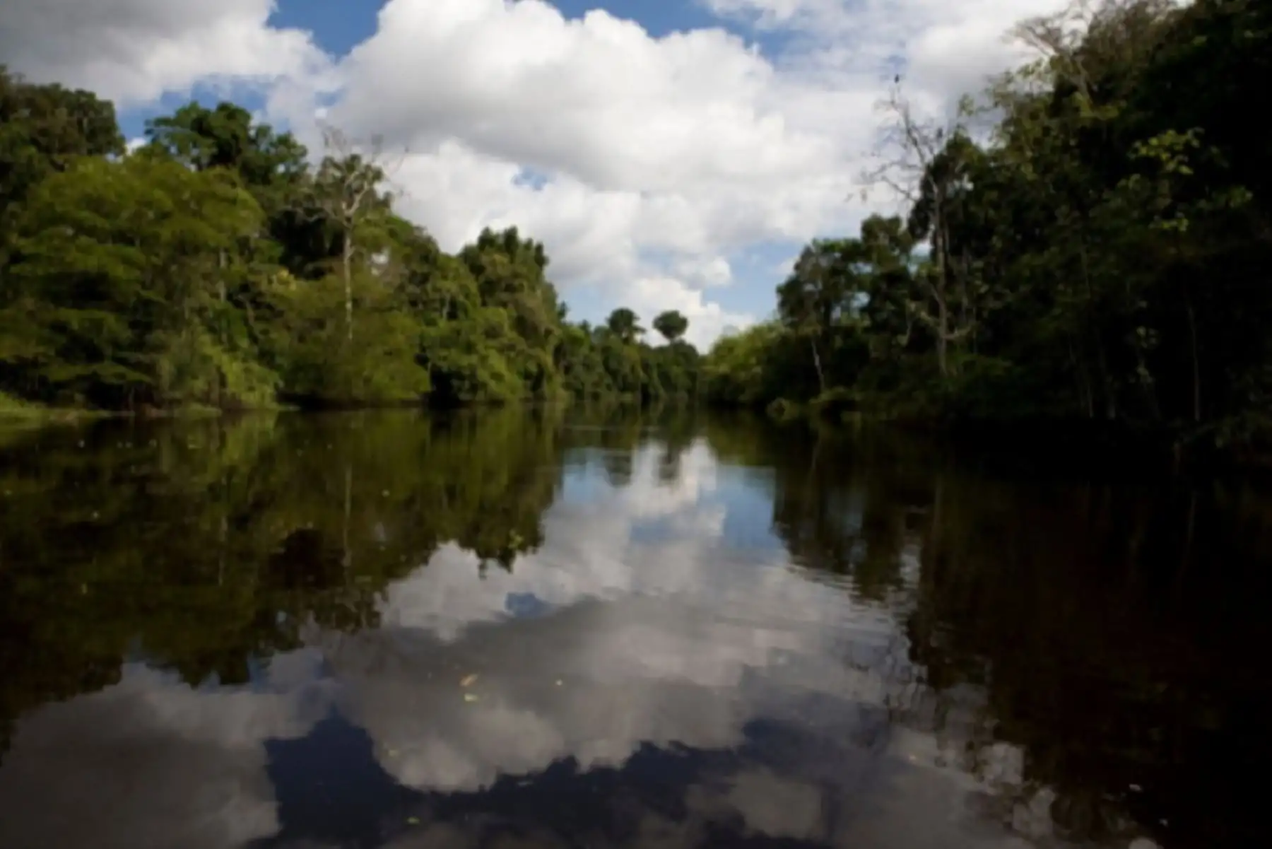 La Cuenta de Bosques es una herramienta clave para el sector forestal y de fauna silvestre, ya que permitirá mejorar las estadísticas e indicadores vinculados y demostrar la importancia de los servicios que nos brinda el bosque.