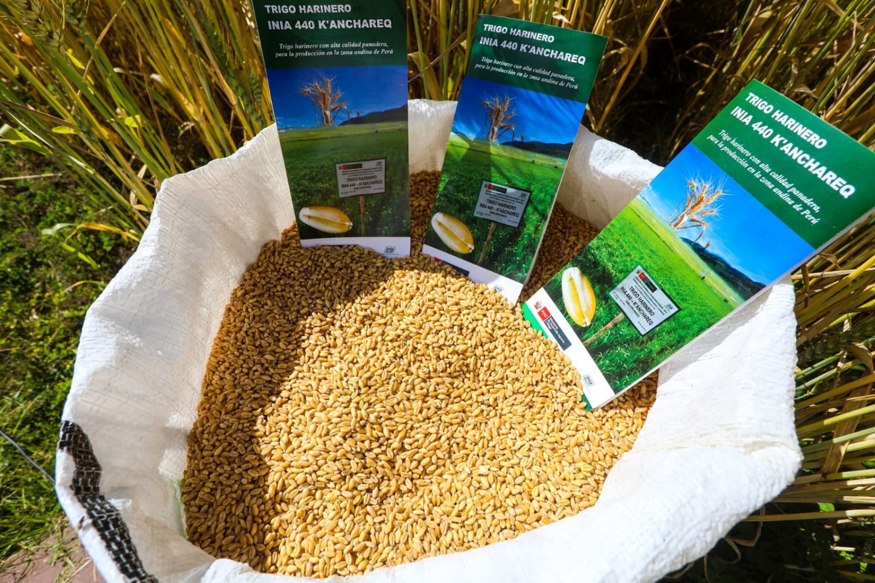 Tras 10 años de investigación nació el trigo harinero 440-Kanchared, resistente a enfermedades del cultivo y estrés hídrico. Foto: ANDINA/Midagri