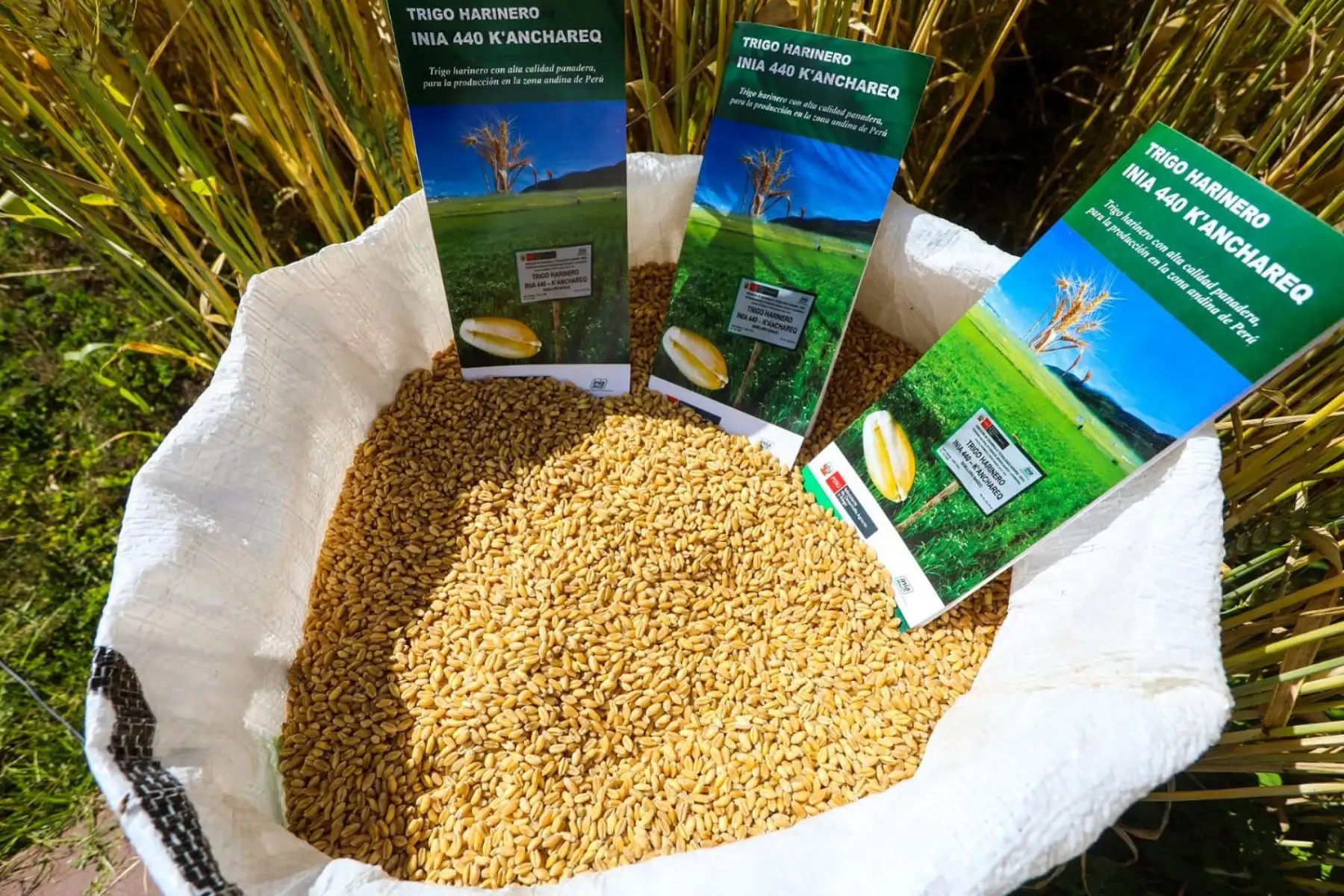 Tras 10 años de investigación nació el trigo harinero 440-Kanchared, resistente a enfermedades del cultivo y estrés hídrico. Foto: ANDINA/Midagri