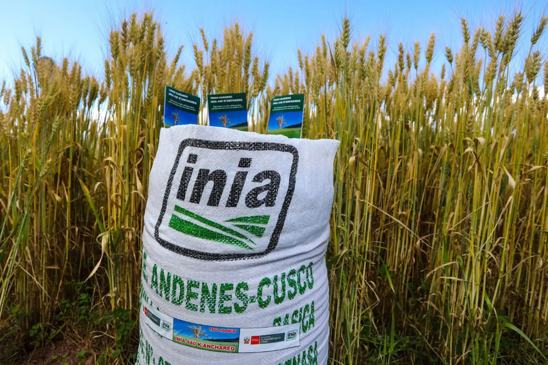 Tras 10 años de investigación nació el trigo harinero 440-Kanchared, resistente a enfermedades del cultivo y estrés hídrico. Foto: ANDINA/Midagri