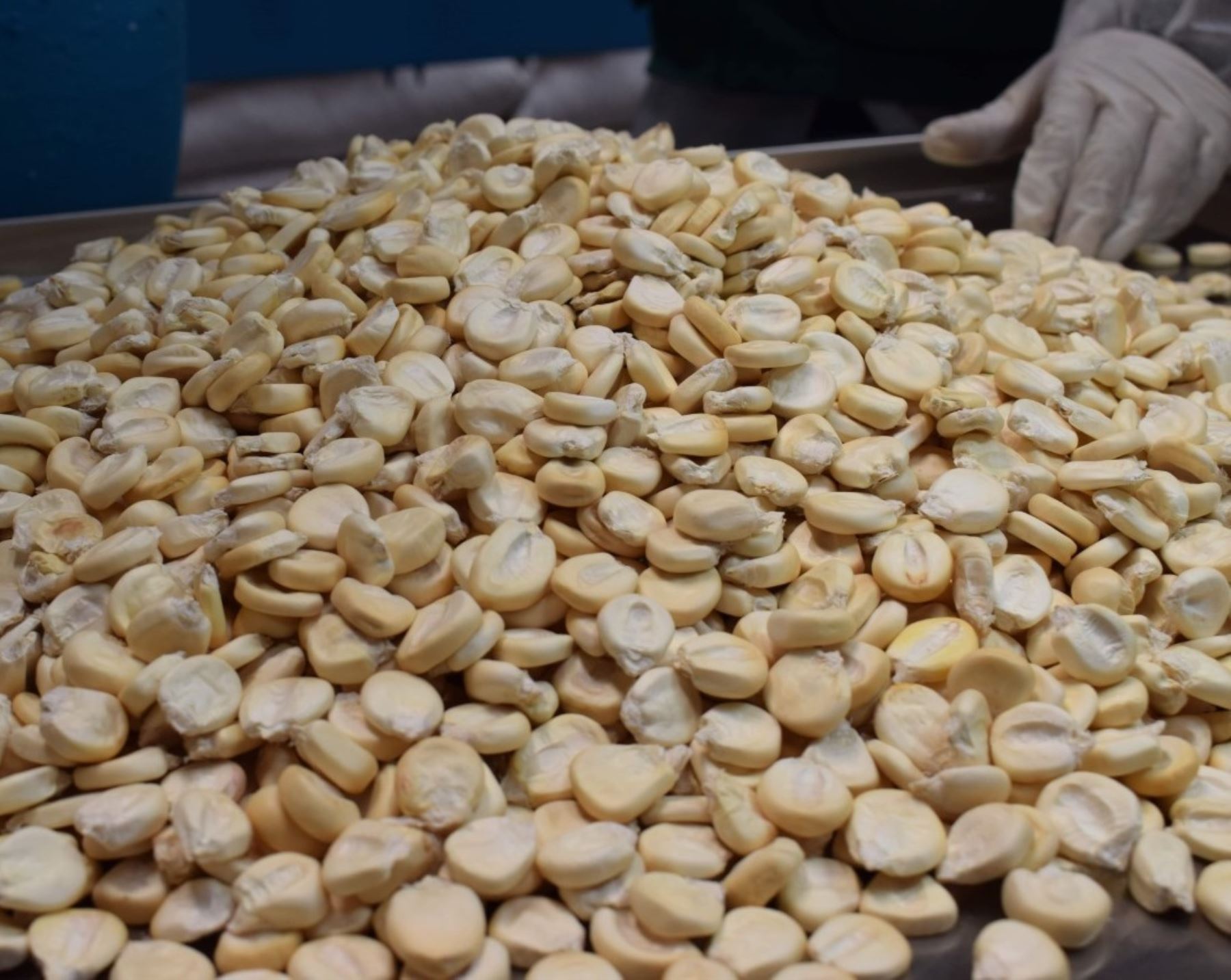 El emblemático maíz gigante de Cusco conquista Europa y España es su principal mercado de destino. Los productores exportan también su valioso producto a China. ANDINA/Difusión