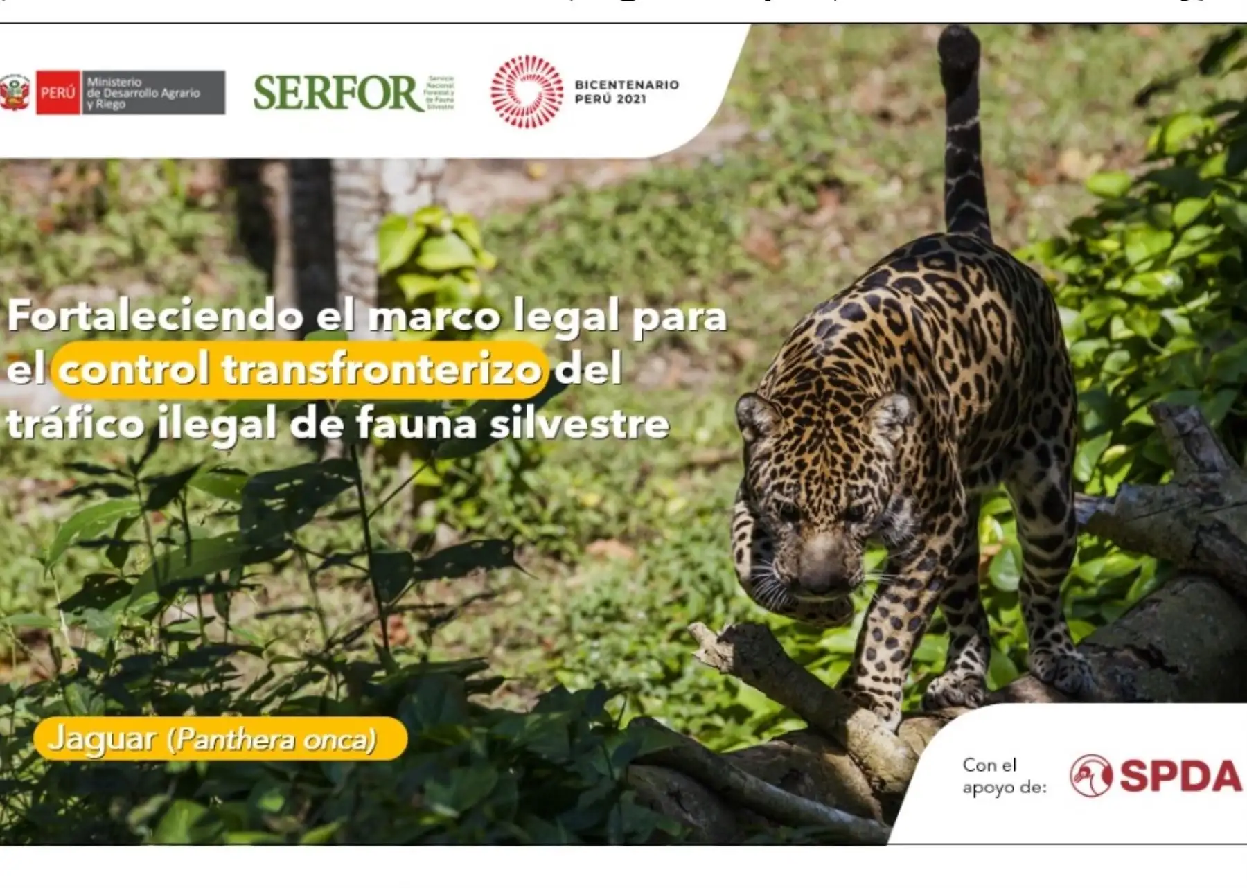 Serfor y el gobierno británico unen esfuerzos para mejorar el control fronterizo y combatir el tráfico de fauna silvestre con el apoyo de los gobiernos regionales y locales.