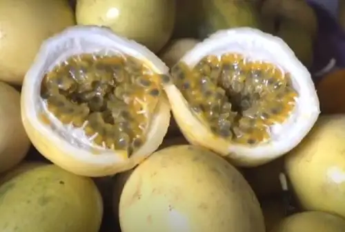 Investigadores del Instituto Nacional de Innovación Agraria están cerca de producir la primera variedad de maracuyá criolla con alta calidad genética, elevado dulzor y concentración de nutrientes en su pulpa, cáscara delgada, así como mayor rendimiento para mejorar su valor de exportación.