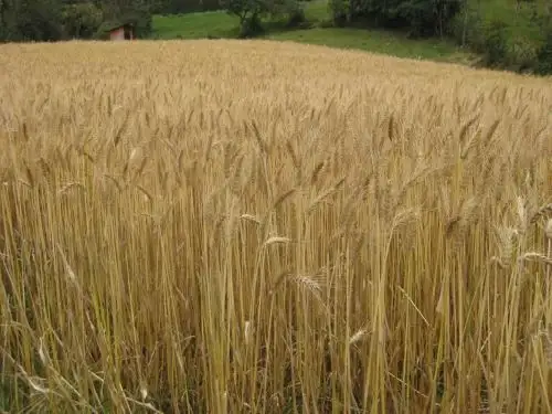 Estudios afirman que el gluten es componente  causante de la enfermedad celíaca, afección que desencadena una respuesta inmunitaria que daña el tracto gastrointestinal de las personas.
