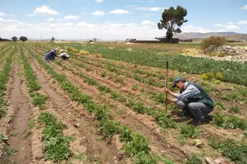 Midagri: Agilizan proceso de compra para construcción de cobertizos y semillas para ganado. Foto: Difusión