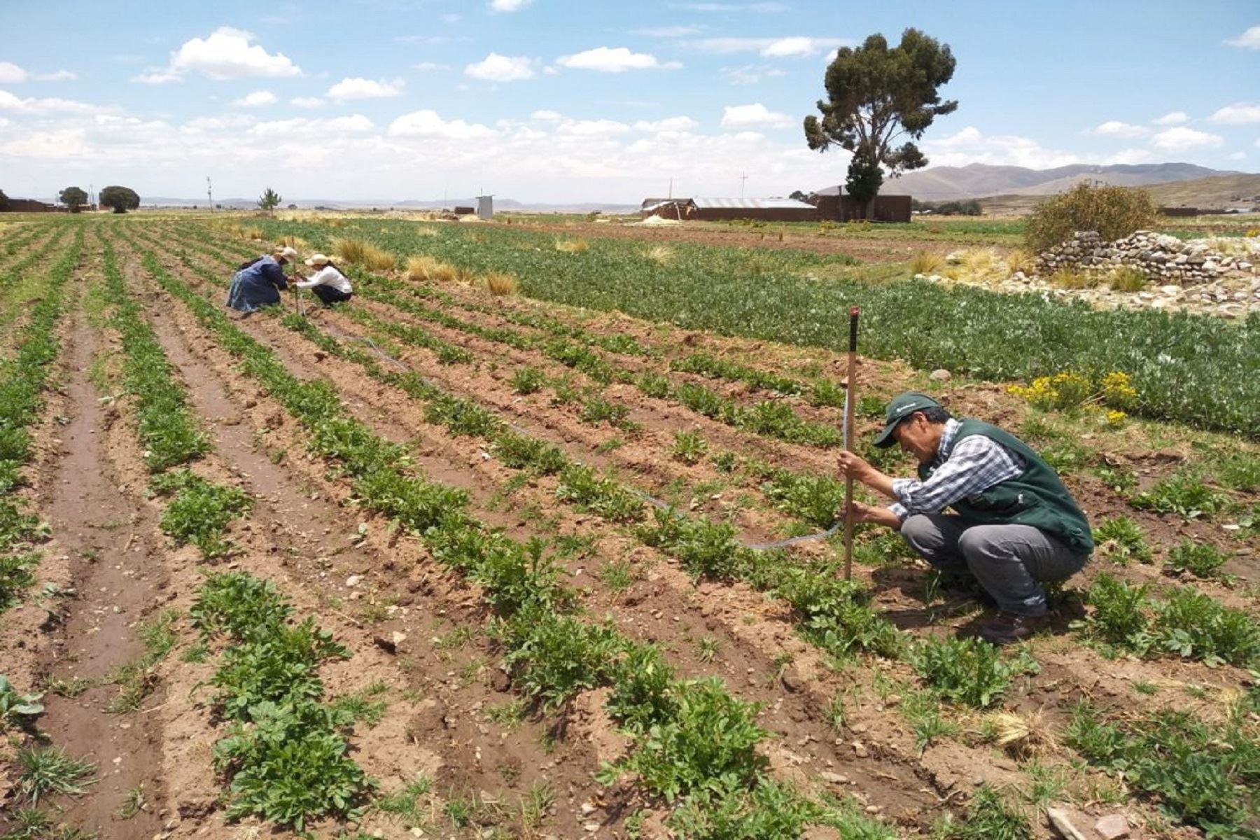 Midagri: Agilizan proceso de compra para construcción de cobertizos y semillas para ganado. Foto: Difusión