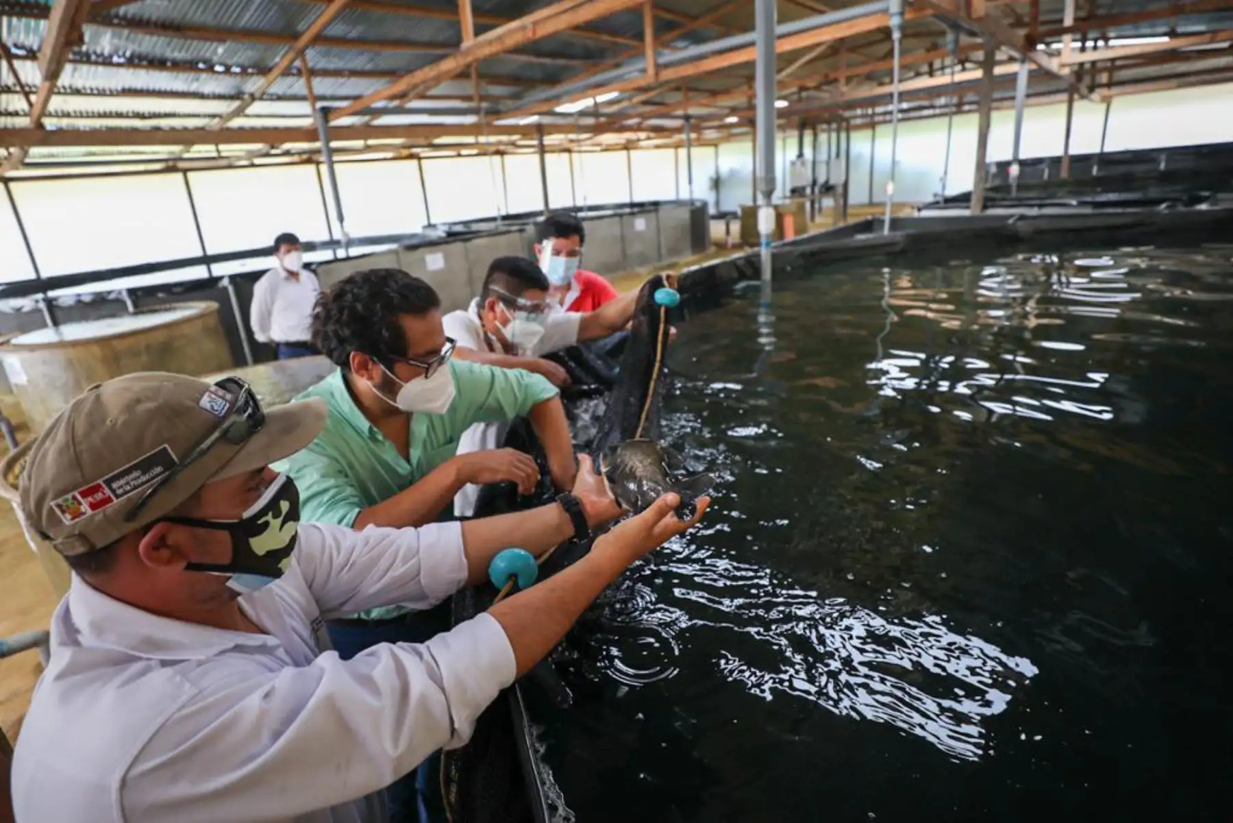 El ministro de la Producción, José Luis Chicoma, visitó el Fundo Verástegui, empresa familiar dedicada a la producción y comercialización de carne de gamitana y paco en la zona de Yurimaguas; y las instalaciones de la Cooperativa Agroindustrial del Palmito Apropal, empresa dedicada al cultivo, producción y comercialización de conservas de palmito, en San Martín. Foto: Produce