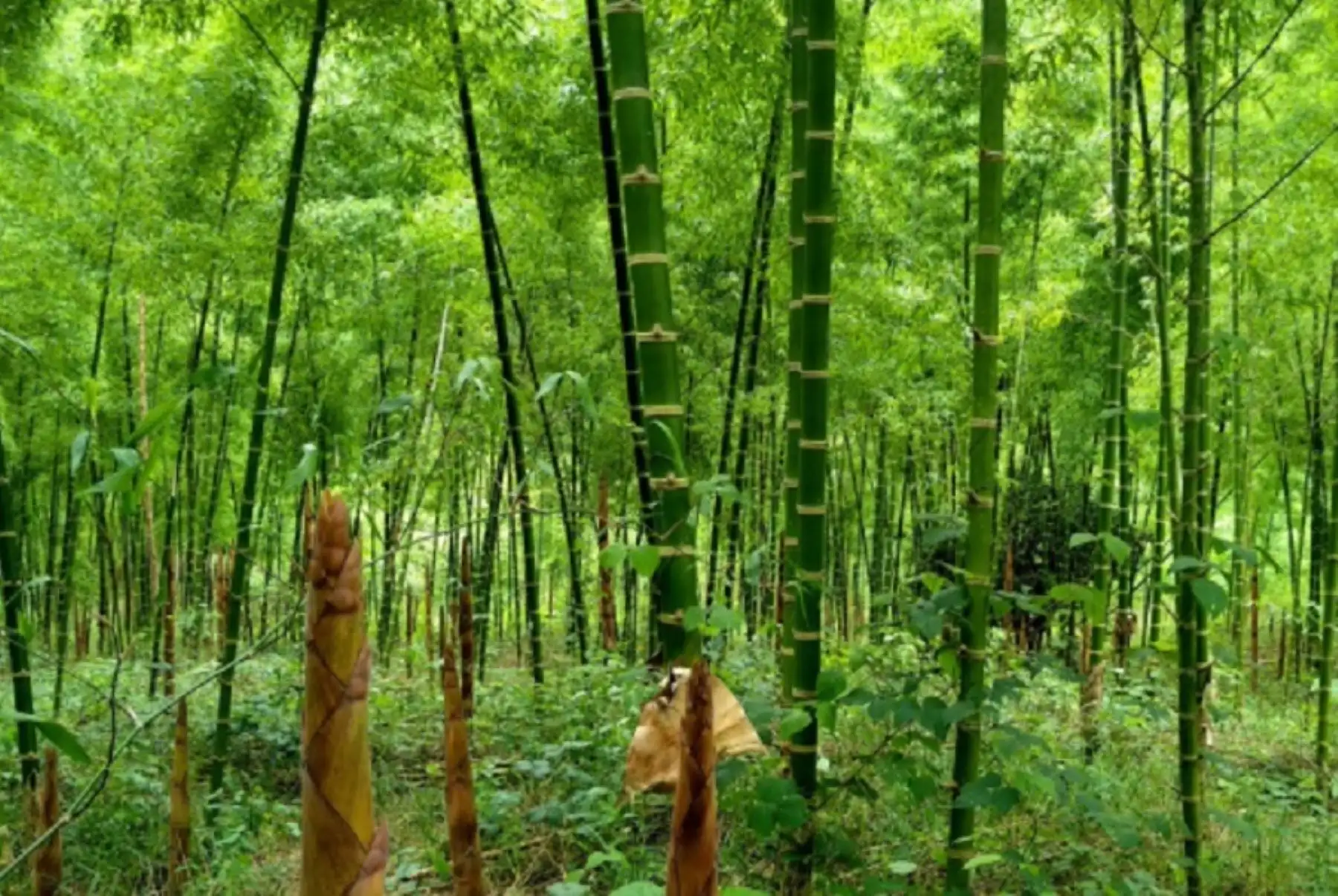 La Semana del Bambú 2021 se realizará del 27 al 29 de octubre y mostrará el trabajo que realizan las mesas técnicas regionales del bambú de Amazonas, San Martín, Cajamarca, Junín, Ucayali, Piura y Cusco y los avances en la gestión que tienen estos espacios de coordinación de diversos actores relacionados a la promoción del uso de esta especie forestal no maderable con gran potencial comercial. ANDINA/Difusión