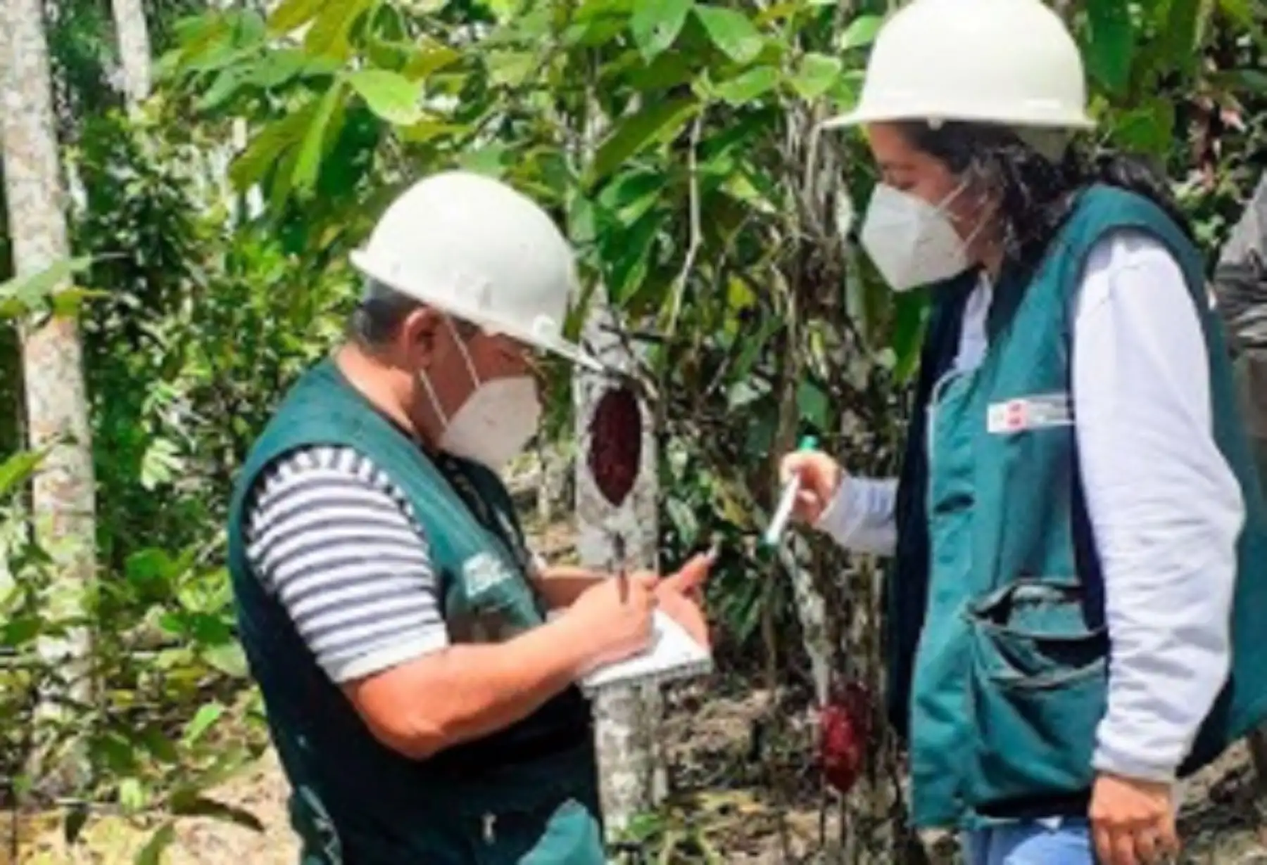 El proyecto de investigación “Maderas 3”, emplea la silvicultura para promover un manejo sostenible en estas zonas forestales, así como proponer alternativas para la recuperación y rehabilitación de estas áreas dañadas a través de plantaciones forestales y agroforestales, entre otras.