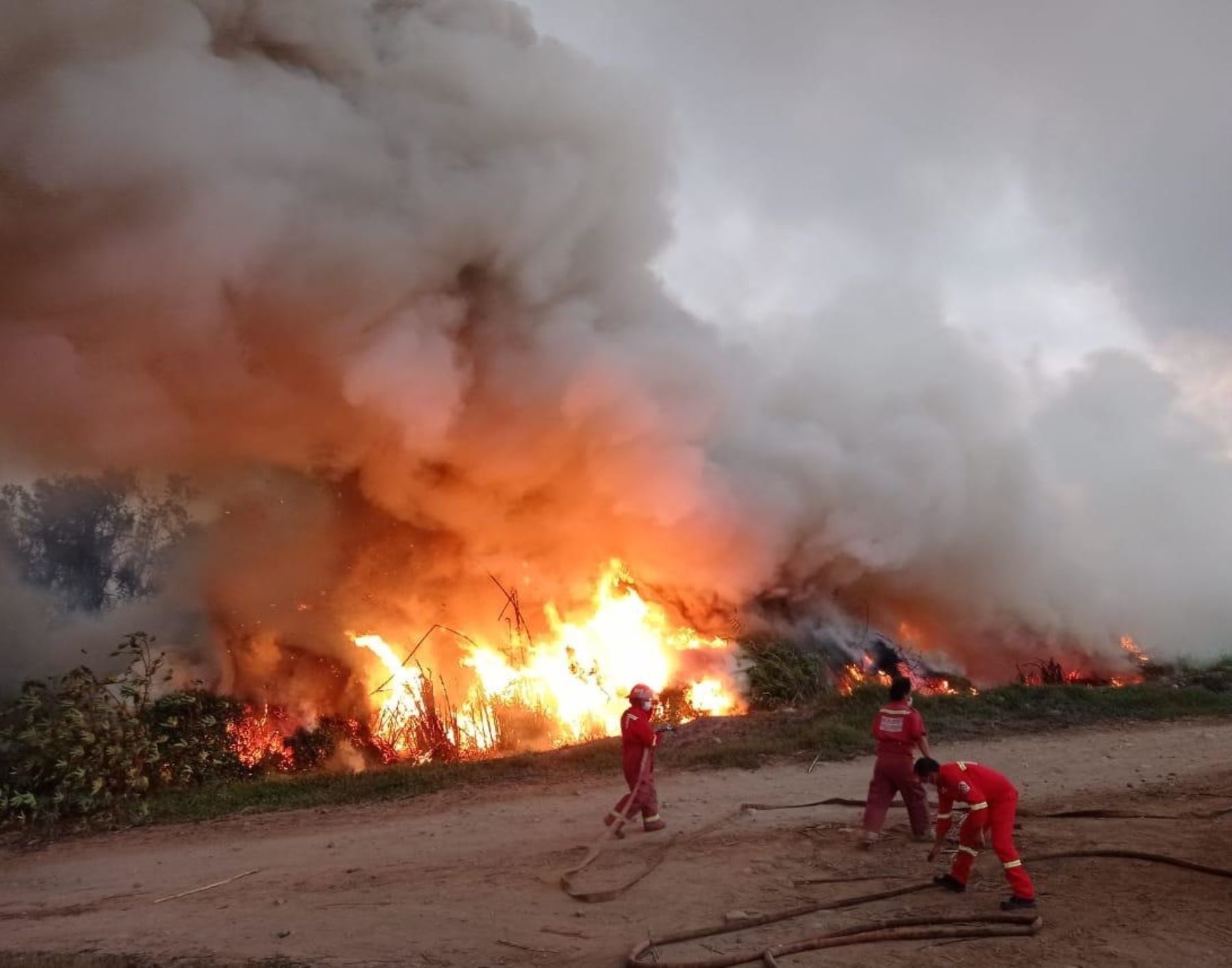 Un incendio forestal destruye 35 hectáreas de pastizales en el distrito de Nepeña, provincia del Santa, región Áncash, informó el COER. Foto:ANDINA/Difusión.