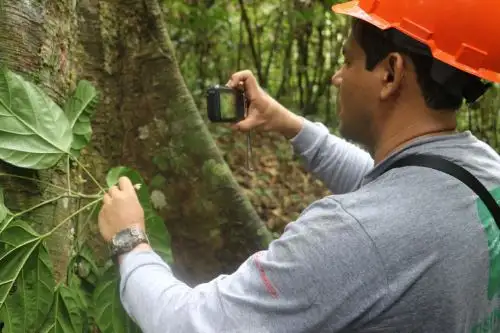 OSINFOR y Pro-Bosques contribuyen al valor de madera en beneficio de Comunidades Nativas. Foto: Difusión