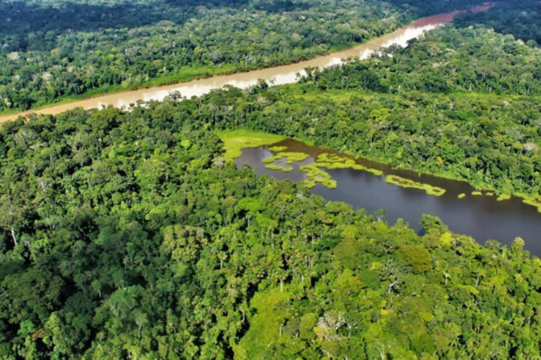 La ejecución de los proyectos Somos Bosques forma parte de la nueva estrategia de intervención del Programa Bosques al 2030. Foto: ANDINA/Minam