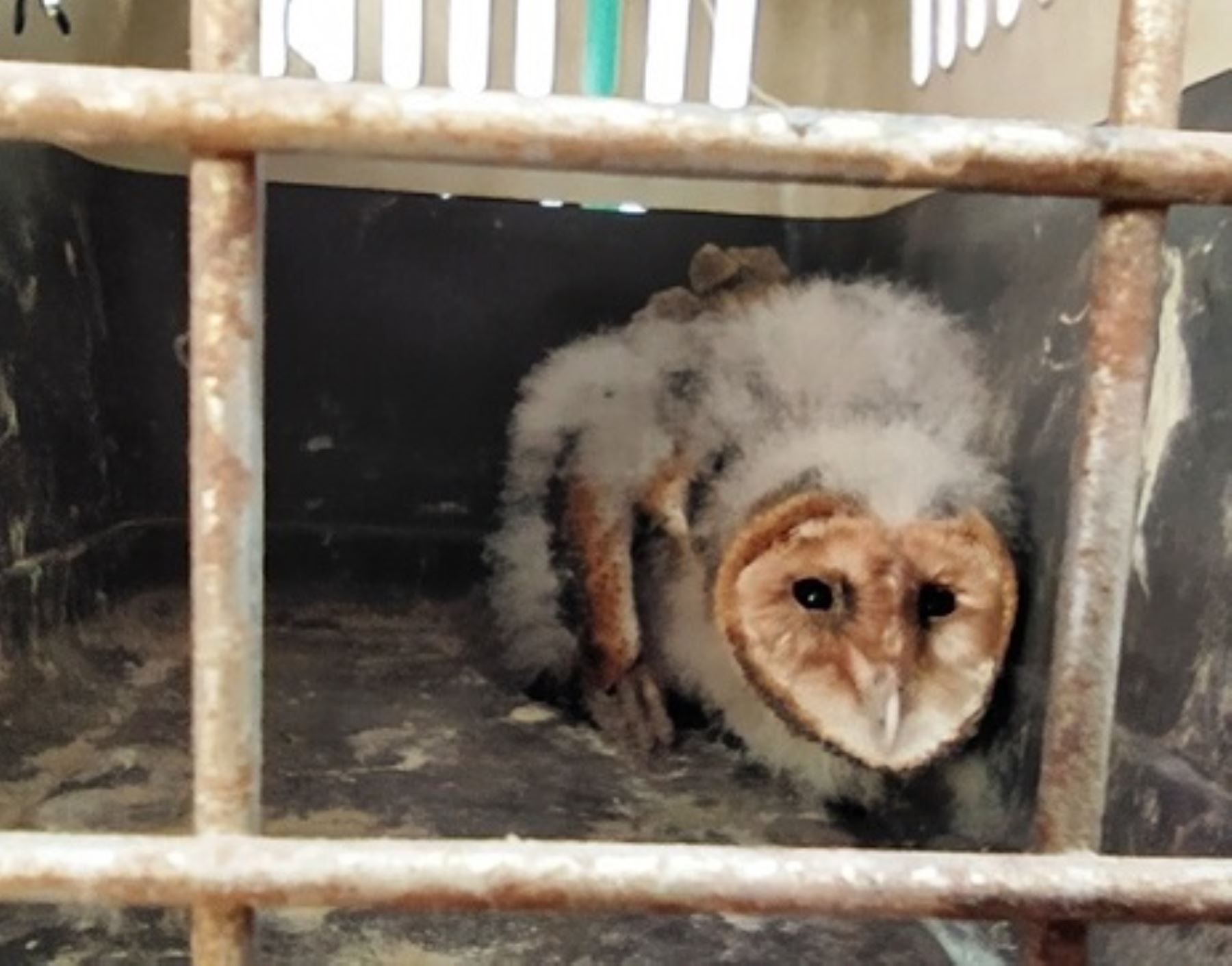 El Serfor y la Policía Nacional rescataron a un pichón de lechuza en Piura que estuvo a punto de ser comercializado por traficantes de fauna silvestre.