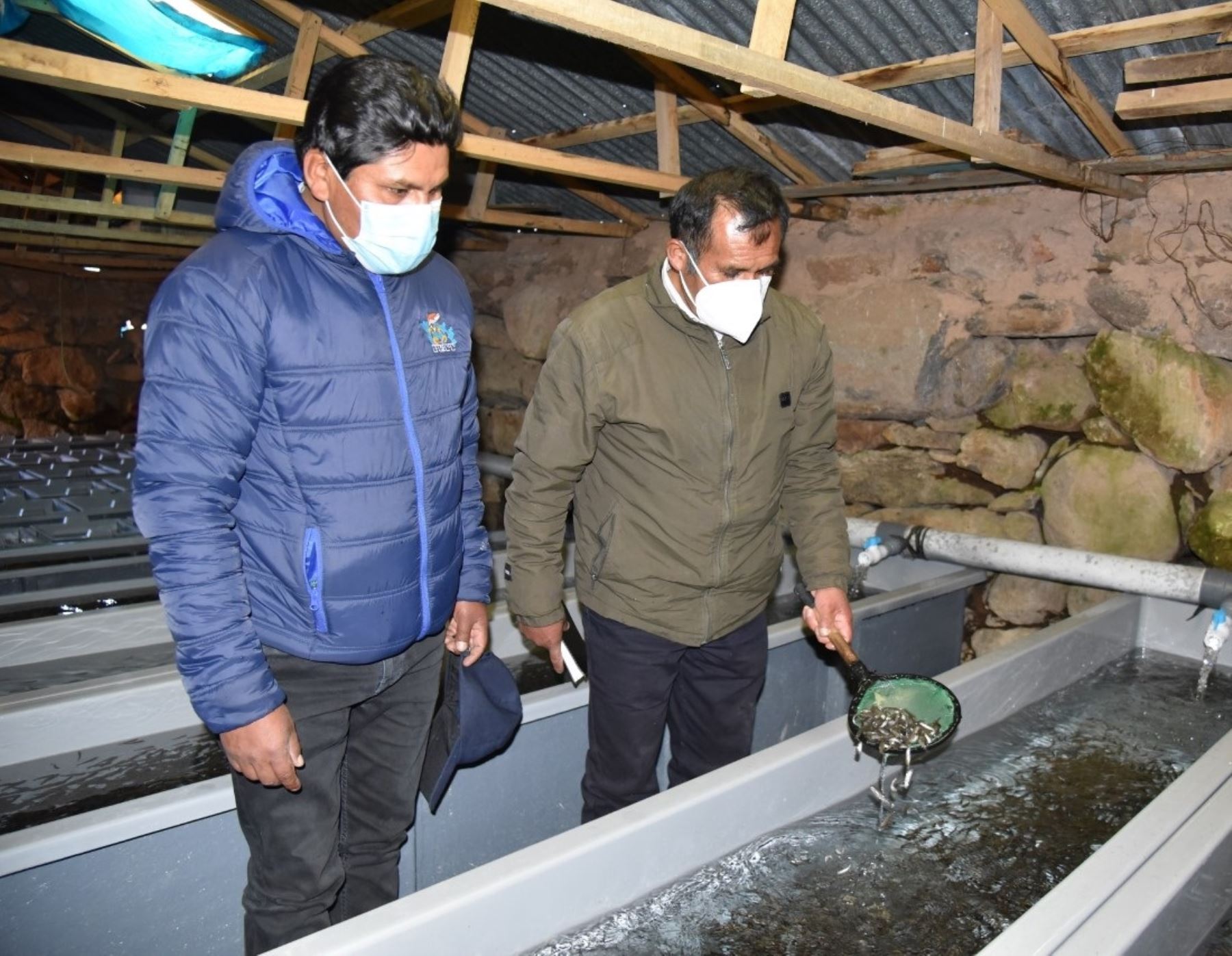 Chichillapi, es un pueblo de la zona altoandina de Puno que apostó por la crianza de ovas y alevinos de trucha para superar la pobreza. Su producción abastece a los criaderos del lago Titicaca. ANDINA/Difusión