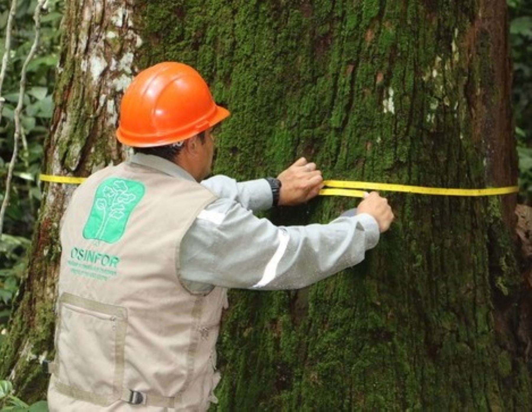 Osinfor liderará el esfuerzo de las autoridades forestales para articular la medición del índice de tala y comercio ilegal de madera en Perú. ​ANDINA/Difusió