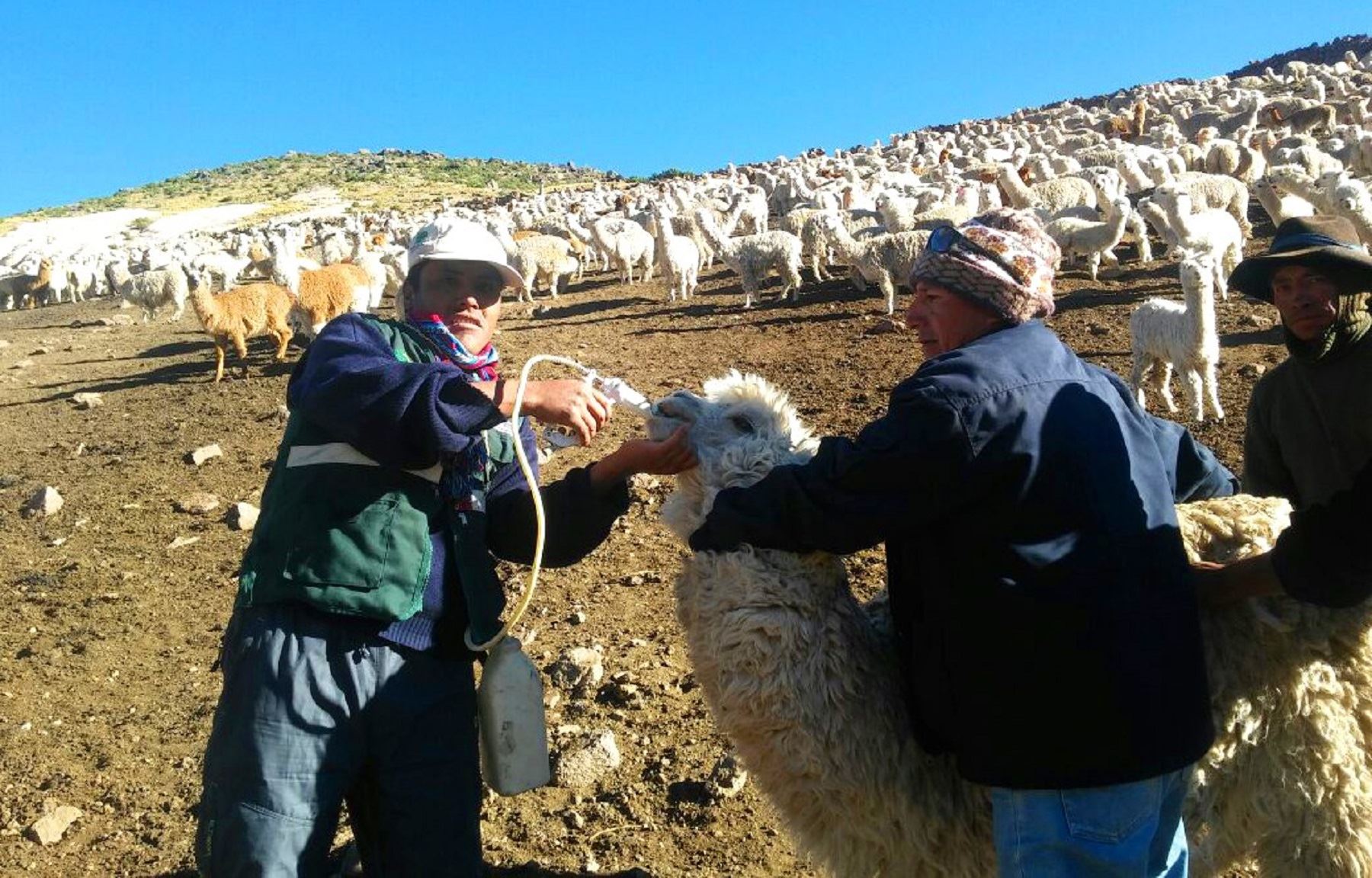 Huánuco:Agro Rural entrega kits veterinarios a productores para proteger cabeza de ganados. Foto: Difusión