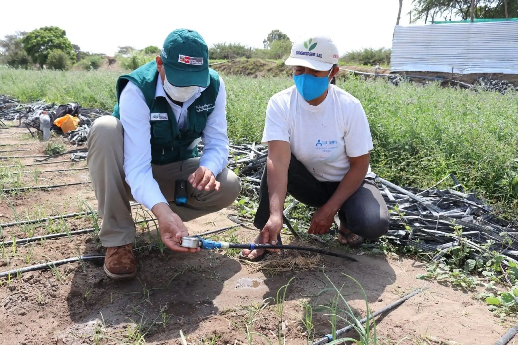 Lambayeque: nueva alternativa de riego aplicada por agricultores del distrito de Reque. Foto: difusión.