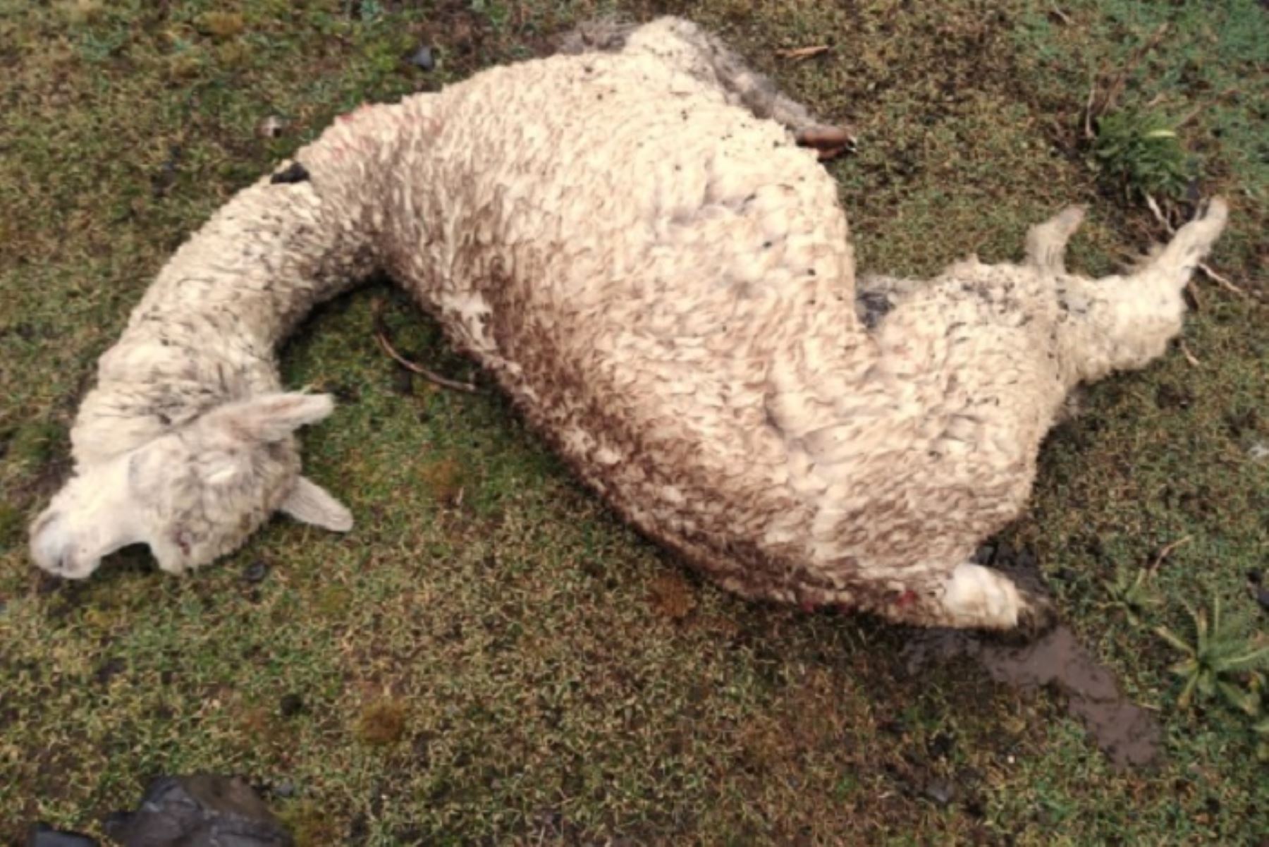A la fecha hay más de 30 ovinos y 20 alpacas muertos, además de 8,465 ovinos y 9,648 alpacas enfermos.