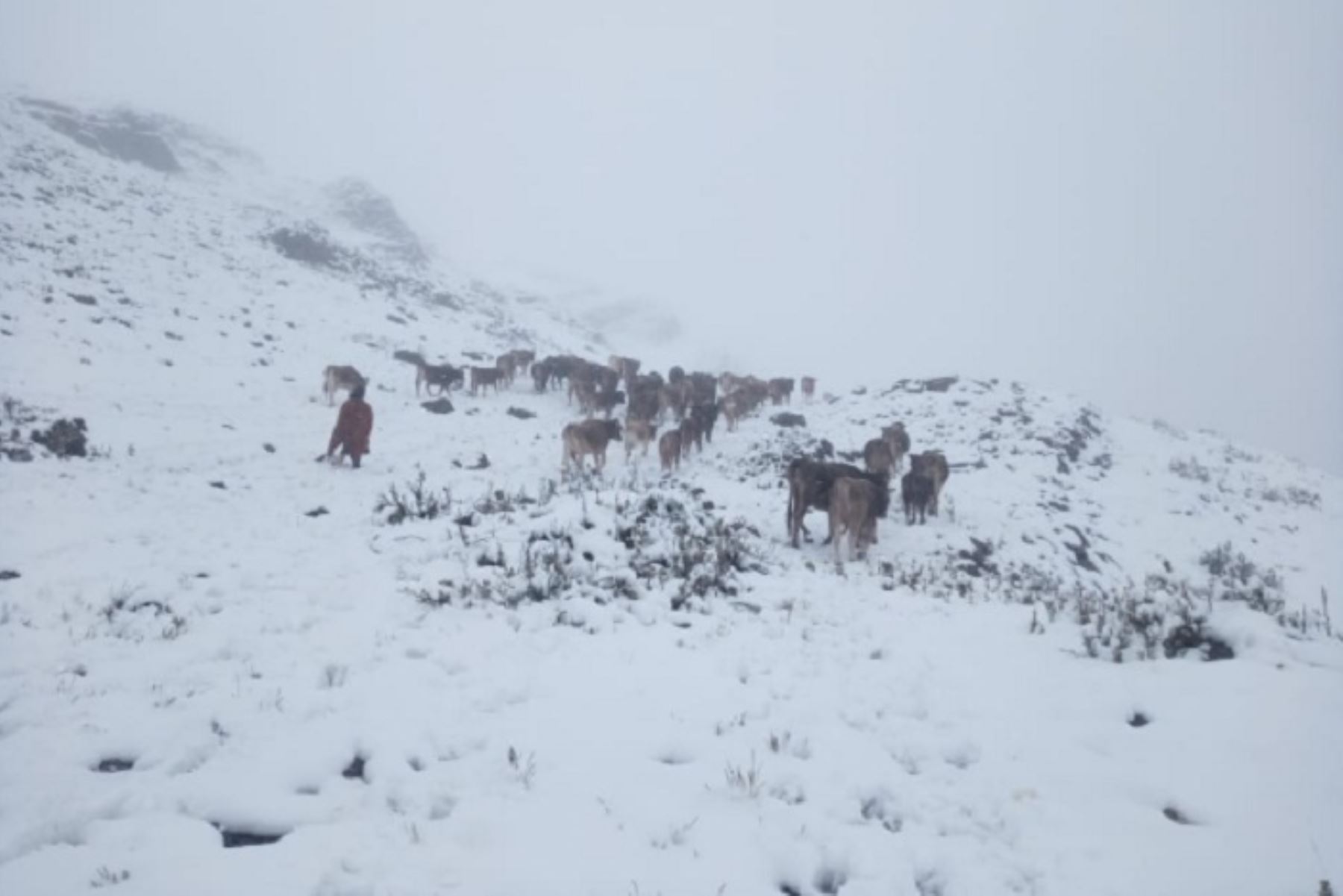 Población pecuaria en riesgo por frío intenso en sierra central y sur