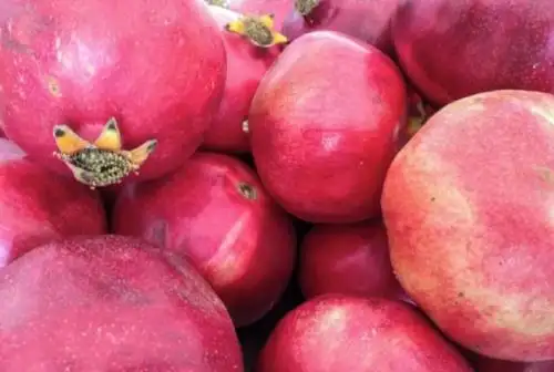 La granada pertenece a la familia de las punicáceas y según estudios sus componentes ayudan a reducir los niveles de azúcar en la sangre, desinflaman y desintoxican el organismo, previniendo y controlando enfermedades crónicas como la diabetes y la hipertensión.