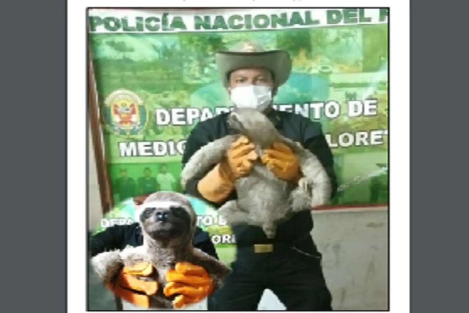 La Unidad de Protección de Medio Ambiente PNP de Loreto recató al oso perezoso.