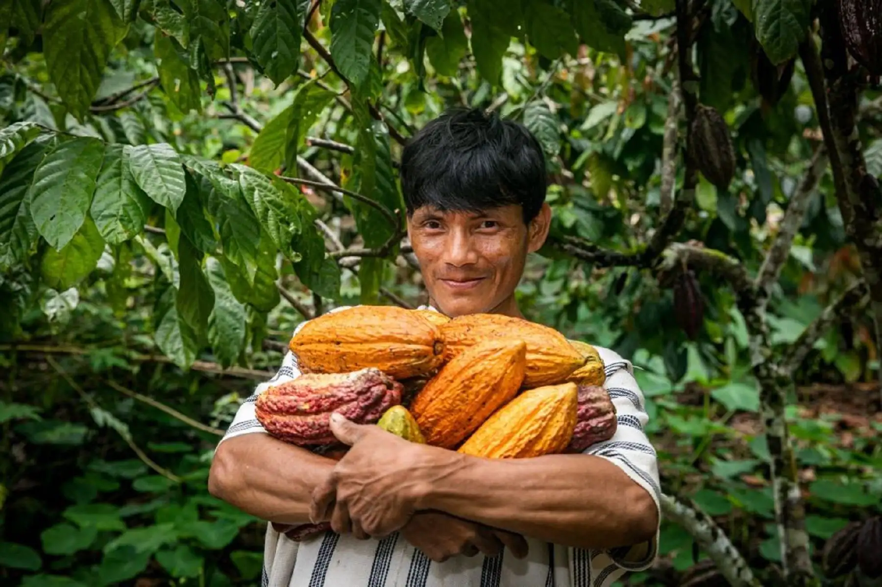 Devida: Productores de cacao inician cosecha de 999 mil toneladas en el Vraem. Foto: Difusión