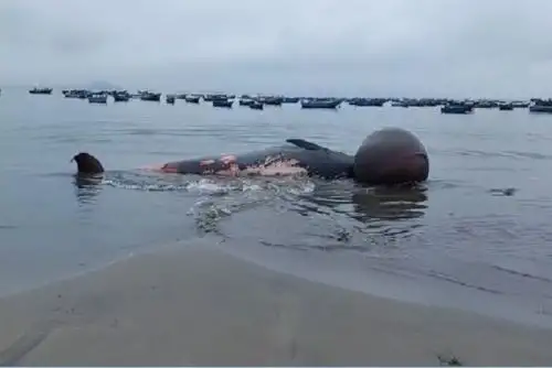 Pasadas las 07:00 horas de hoy, los pescadores de la zona alertaron del cuerpo del cetáceo que fue arrastrado hasta la orilla del mar.