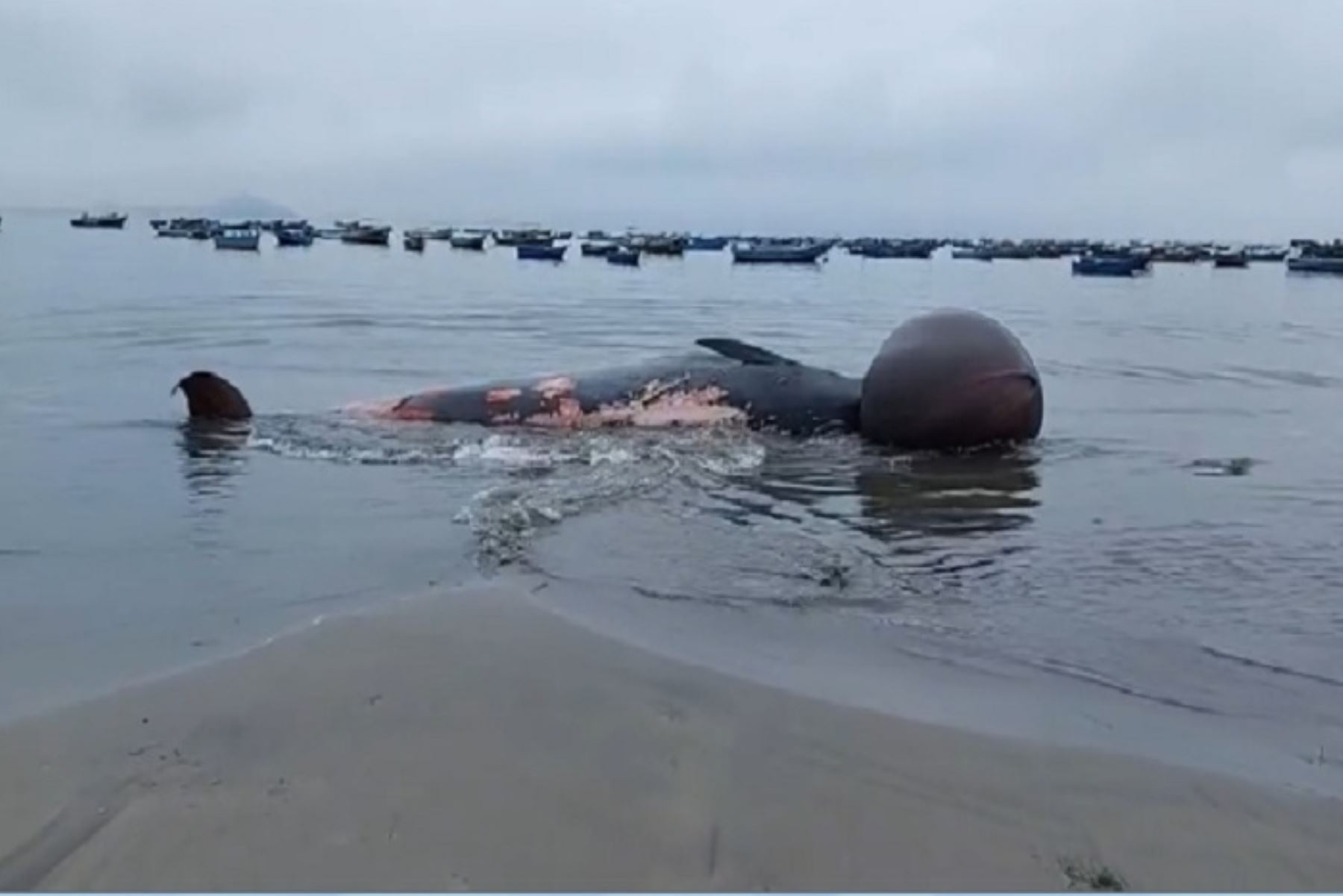 Pasadas las 07:00 horas de hoy, los pescadores de la zona alertaron del cuerpo del cetáceo que fue arrastrado hasta la orilla del mar.