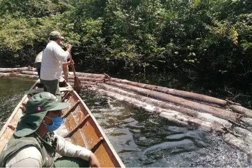 En el lugar se hallaron 60 trozas, equivalentes a 2,797 pies tablares, de la especie maderable cumala.