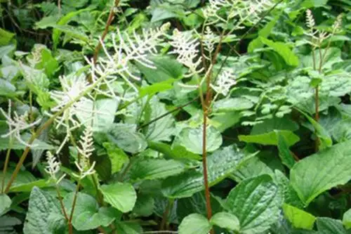 Publican un estudio sobre dos nuevas especies de plantas suculentas: Peperomia renzopalmae y Peperomia ricardofernandezii (Foto: UNMSM)