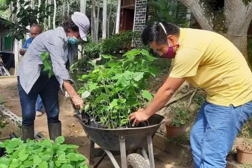 San Martín: avance en estrategia de reforestación alcanza un promedio de 780 hectáreas de siembra. Foto: difusión.
