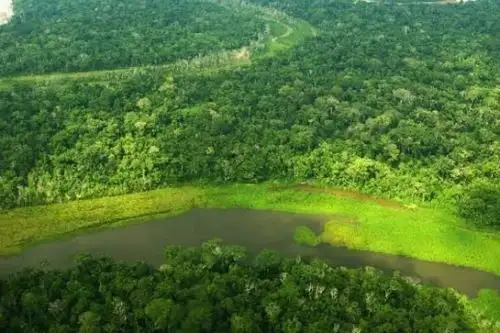 Perú es un país de bosques, dado que más del 60% de su territorio está cubierto por árboles de distintas especies y la región Amazónica es la de mayor superficie forestal. ANDINA/Difusión
