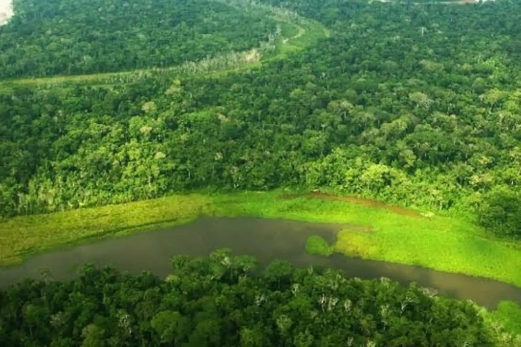 Servicio de monitoreo de bosques del Programa Bosques facilita la participación ciudadana en la lucha contra la deforestación. ANDINA/Difusión