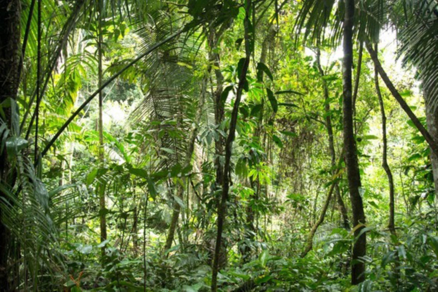 Los proyectos de inversión Somos Bosques están en proceso de estudios definitivos para luego pasar a la elaboración de un diagnóstico del estado del monitoreo de los bosques amazónicos en 11 departamentos en el ámbito de intervención.
