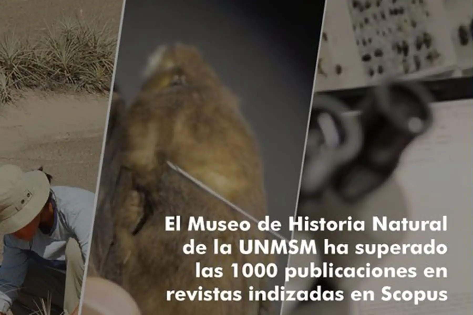 Un total de 1068 publicaciones científicas provienen del Museo de Historia Natural que representan el 18.2% del total de la universidad.