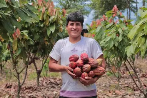 Un total de 678.35 hectáreas de cacao de la provincia de Padre Abad (Ucayali) serán asistidas por especialistas de campo de Devida.