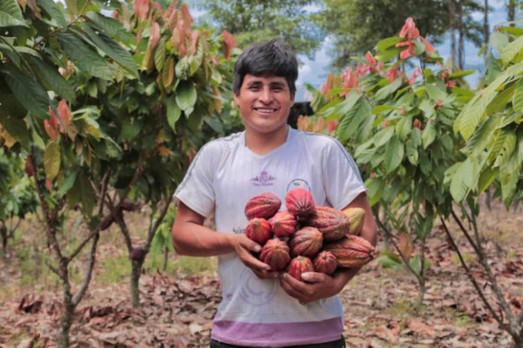 Un total de 678.35 hectáreas de cacao de la provincia de Padre Abad (Ucayali) serán asistidas por especialistas de campo de Devida.