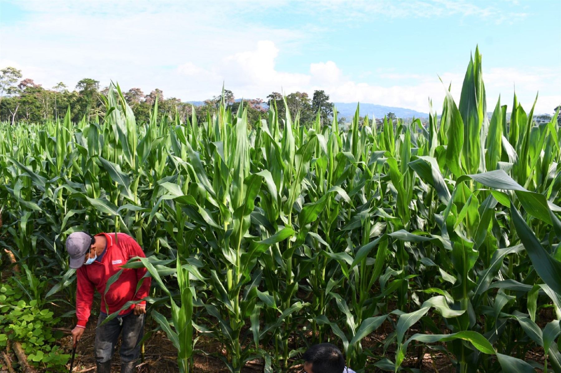 San Martín: Agricultores incrementan producción del maíz con asesoramiento regional. Foto: Difusión