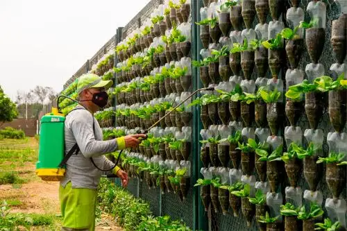 Cultivos son instalados en 11 mil macetas hechas con material reciclable de botellas de plástico sobre un área de 600 metros líneas de paneles. Foto: ANDINA/Municipalidad de Surco