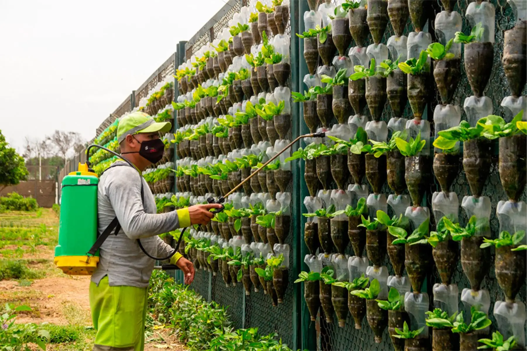 Cultivos son instalados en 11 mil macetas hechas con material reciclable de botellas de plástico sobre un área de 600 metros líneas de paneles. Foto: ANDINA/Municipalidad de Surco