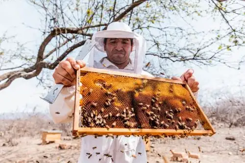 Abejas.