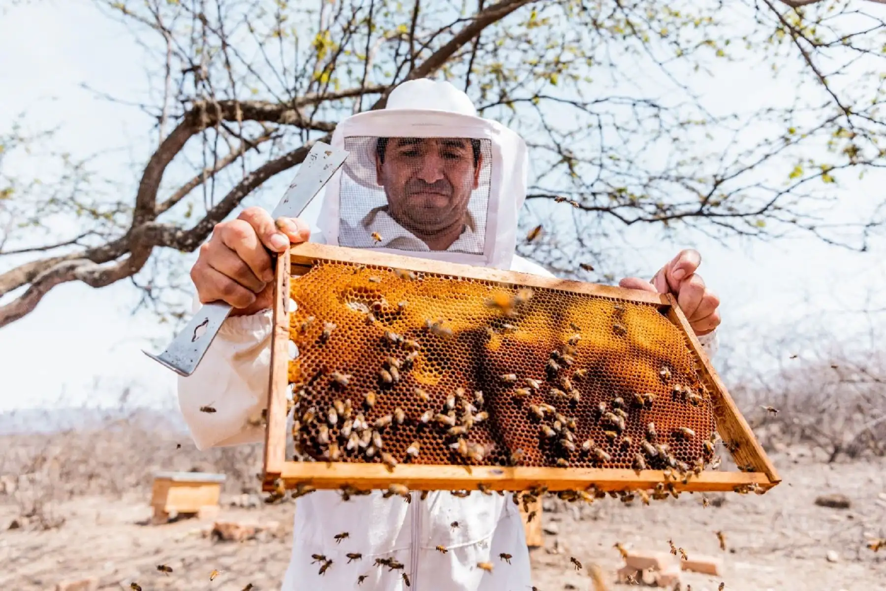 Abejas.