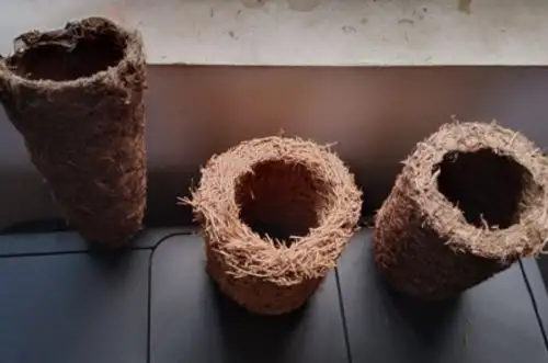 Científicos de la Universidad Nacional de Ucayali (UNU) desarrollan una investigación que consiste en la elaboración de envases biodegradables para plantaciones agroforestales, agrícolas y ornamentales, a partir de los residuos sólidos de la industria de la palma aceitera.