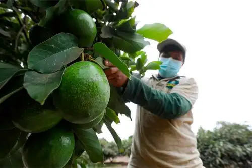 King grass y alfalfa se siembran por primera vez en el centro de esparcimiento, lo que permitirá cubrir de manera parcial la dieta de la colección zoológica. ANDINA/Difusión