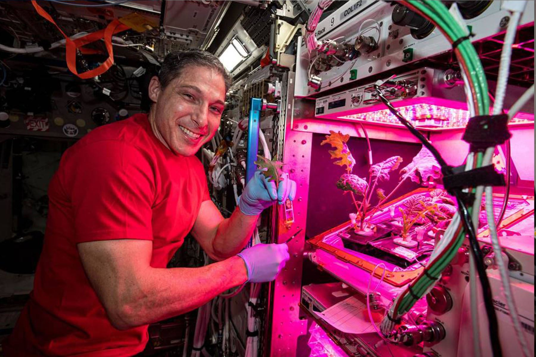 Se ha demostrado que el crecimiento de plantas en el espacio es factible como fuente de alimento para astronautas (Foto: NASA)